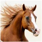 Horse Open Jumping icon