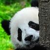 APK Panda Combat