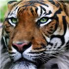 Princess Tigress Zeichen