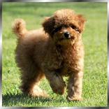 トイプードルの画像写真集