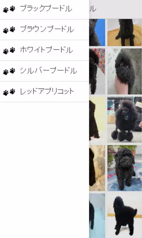 トイプードルの画像写真集 For Android Apk Download