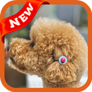 Poodles Wallpaper APK