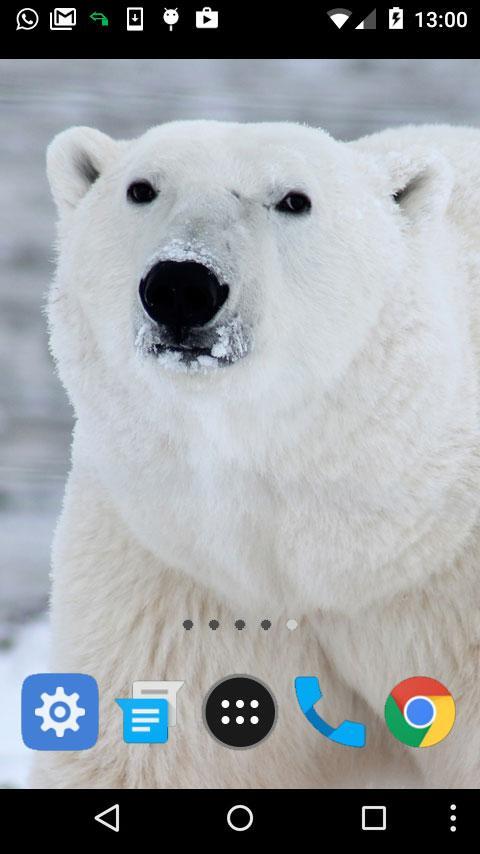 Polar Bear Wallpaper For Android Apk Download Polar Bear Wallpaper For Android Apk Download