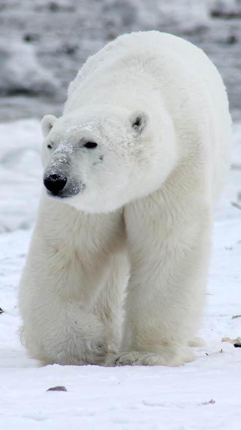 polar bear wallpaper APK for Android Download polar bear wallpaper APK for Android Download