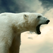 polar bear wallpaper live