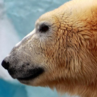 polar bear wallpaper ikon