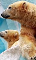 Gấu Bắc Cực Lwp bài đăng