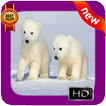 Polar Bear Photo Frames