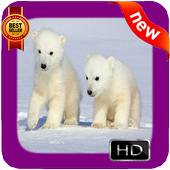 Polar Bear Photo Frames icon