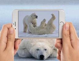 Polar Bear Photo Frames الملصق