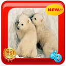 Polar Bear Wallpapers aplikacja