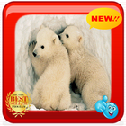 Polar Bear Wallpapers آئیکن