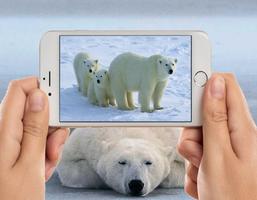 Polar Bear Wallpapers پوسٹر