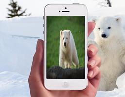 Polar Bear Wallpapers اسکرین شاٹ 1