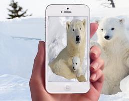 Polar Bear Wallpapers اسکرین شاٹ 3