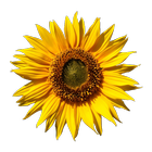 Alergia polen Castilla y León biểu tượng