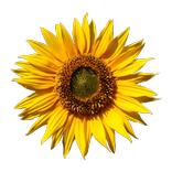 Alergia polen Castilla y León