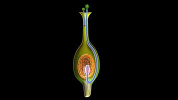 Pollen Germination on Stigma capture d'écran 2