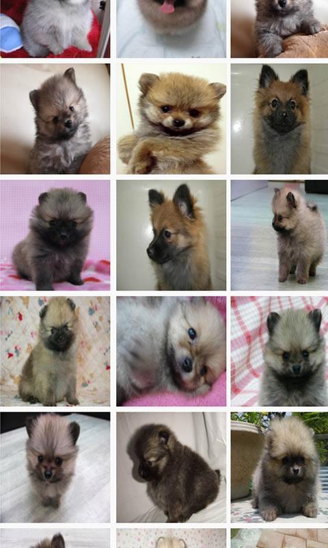 ポメラニアンの画像写真集 For Android Apk Download ポメラニアンの画像写真集 For Android Apk Download