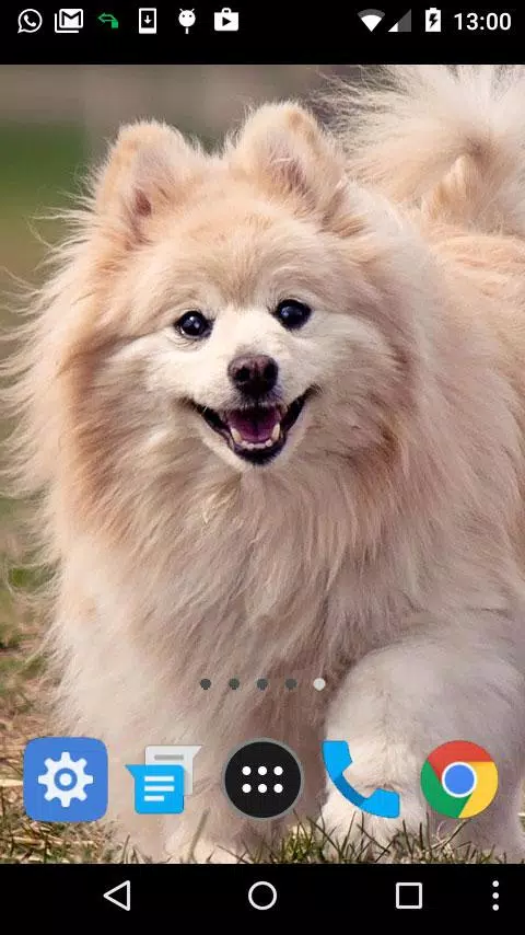 pomeranian dog wallpaper APK for Android Download