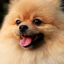 pomeranian dog wallpaper APK