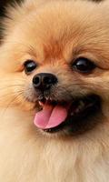 pomeranian dog wallpaper poster