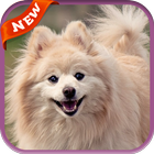 Pomeranian Wallpaper icon