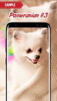 Pomeranian Wallpaper Ekran Görüntüsü 3