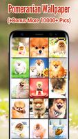 Pomeranian Wallpaper पोस्टर