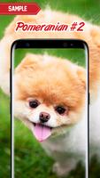 Pomeranian Wallpaper Ekran Görüntüsü 2