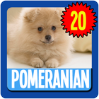 Pomeranian Wallpaper Complete иконка