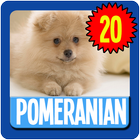 Pomeranian Wallpaper Complete आइकन