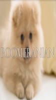 Pomeranian Wallpaper Complete Affiche