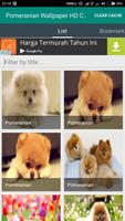 Pomeranian Wallpaper Complete 截图 1