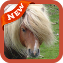 Pony Wallpaper APK