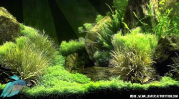 Betta Fish Live Wallpaper ポスター