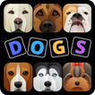 Doggy Dogs Quiz