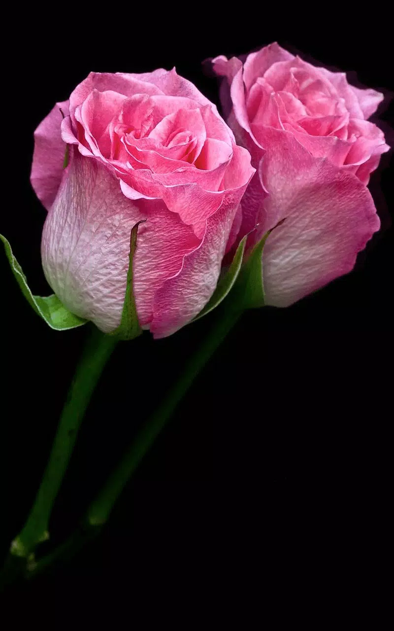 Tải xuống APK 3D Rose Live Wallpaper HD cho Android Tải xuống APK 3D Rose Live Wallpaper HD cho Android