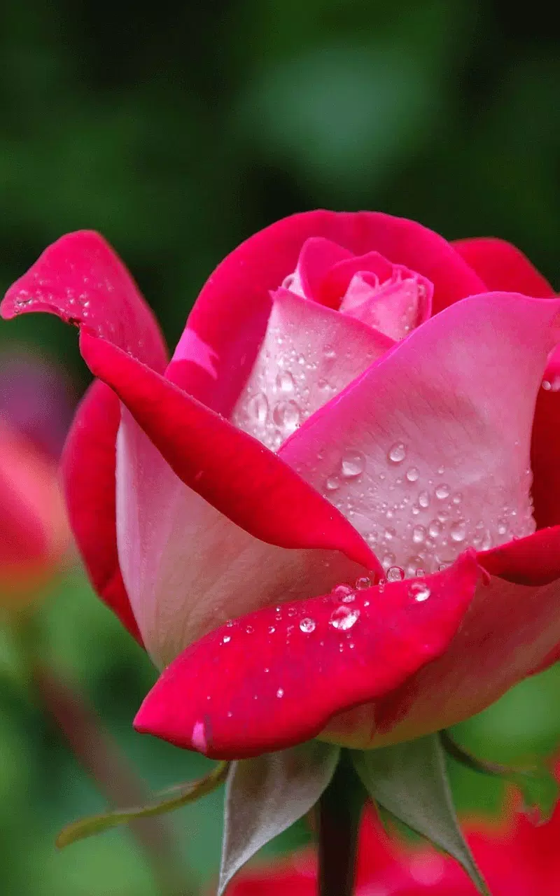 Tải xuống APK 3D Rose Live Wallpaper HD cho Android Tải xuống APK 3D Rose Live Wallpaper HD cho Android