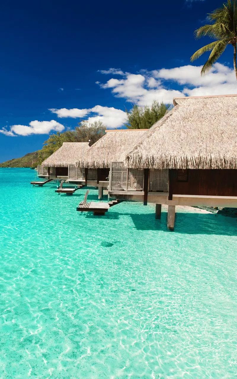 Tropical Paradise Wallpaper HD APK for Android Download Tropical Paradise Wallpaper HD APK for Android Download