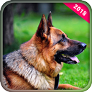 Best Dog Wallpapers APK