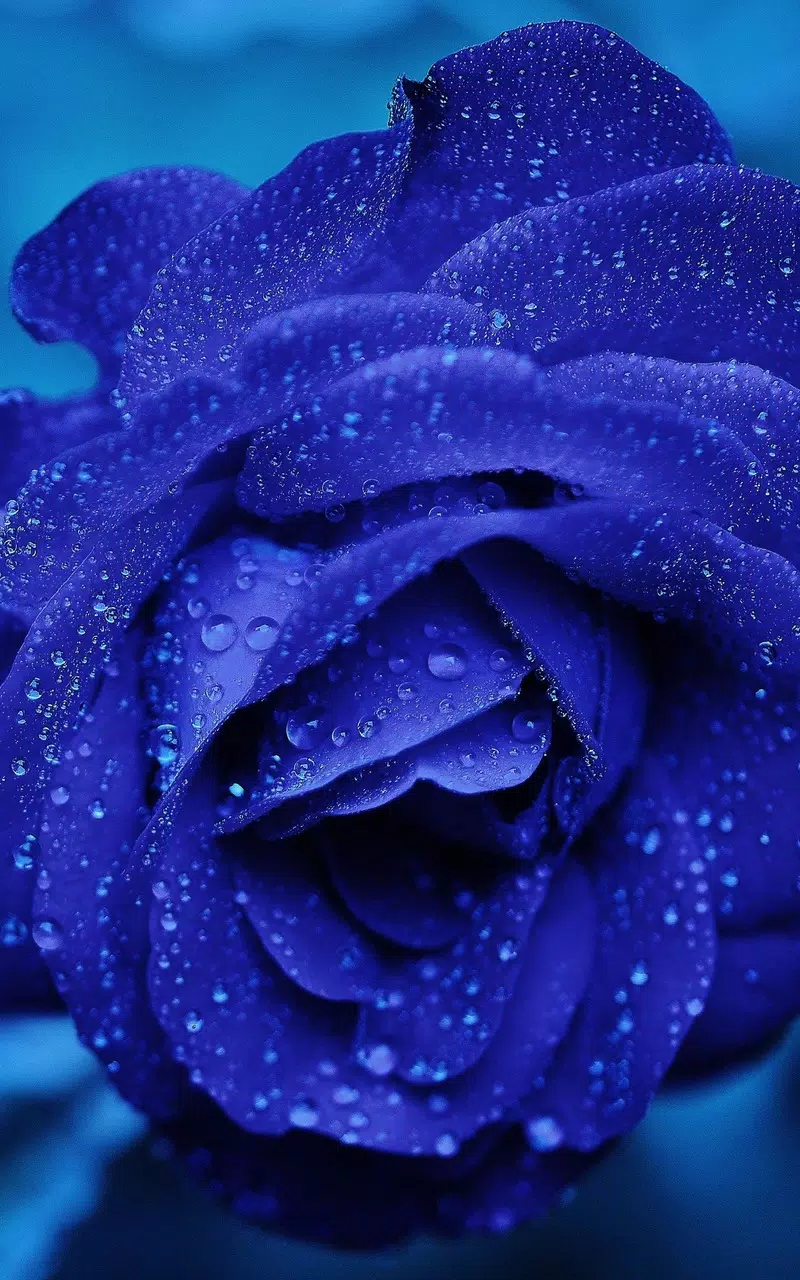 Blue Rose Live Wallpaper APK for Android Download Blue Rose Live Wallpaper APK for Android Download