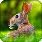 Easter Bunny Live Wallpaper HD icon