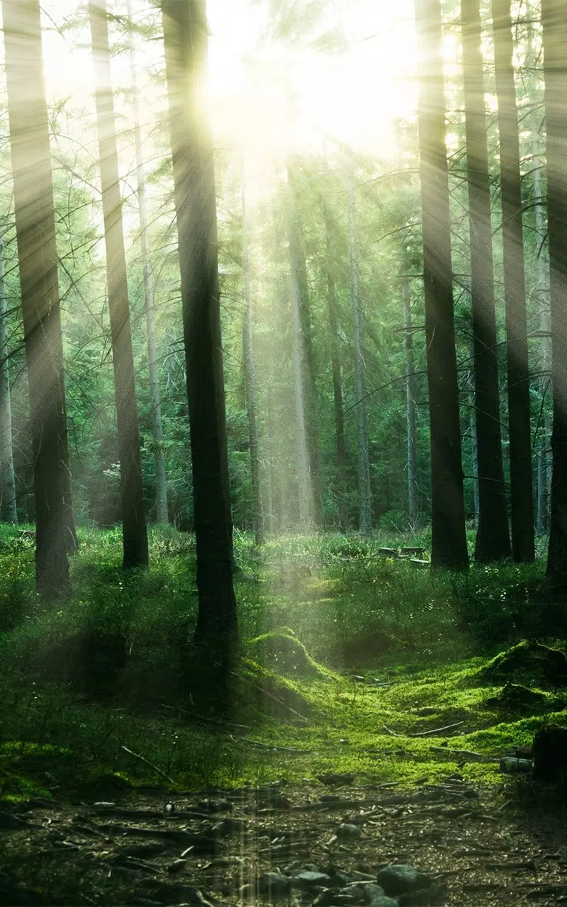 Forest Live Wallpaper HD APK for Android Download Forest Live Wallpaper HD APK for Android Download