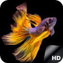 HD Betta Fish Wallpapers APK