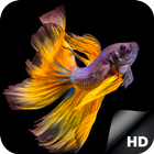 HD Betta Fish Wallpapers icône
