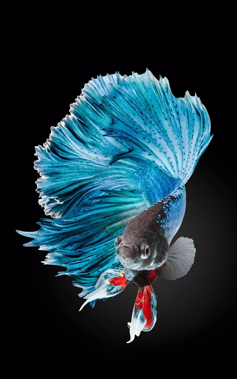 Tải xuống APK HD Betta Fish Wallpapers cho Android