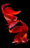 HD Betta Fish Wallpapers capture d'écran 1