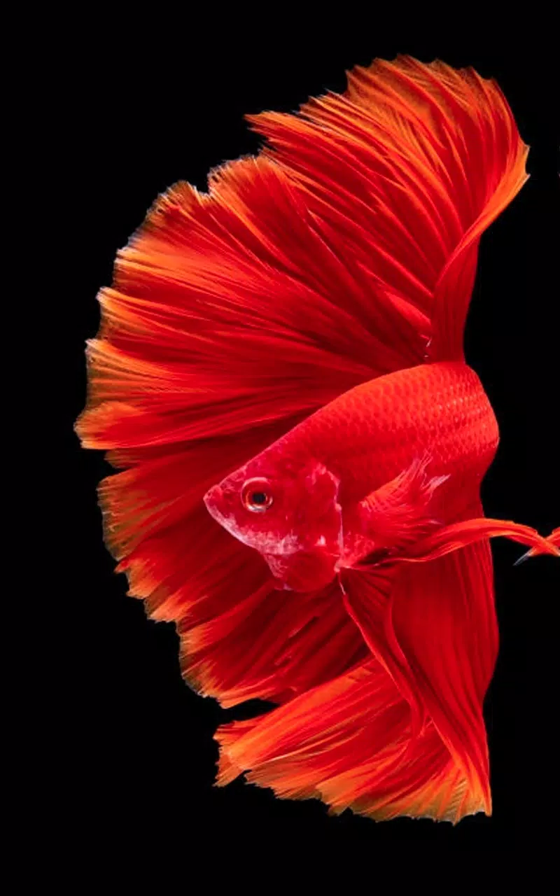 Tải xuống APK HD Betta Fish Wallpapers cho Android Tải xuống APK HD Betta Fish Wallpapers cho Android