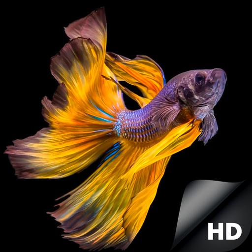 Featured image of post Beta Fish Wallpapers : 750 x 1334 jpeg 92 кб.